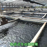 沖繩縣產　海葡萄 50g